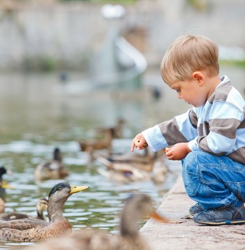 Cute little boy feeding ducks