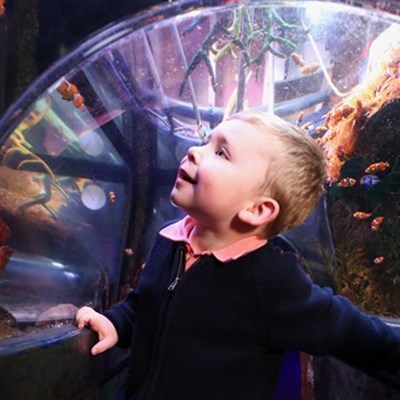 Child at SEA LIFE Manchester